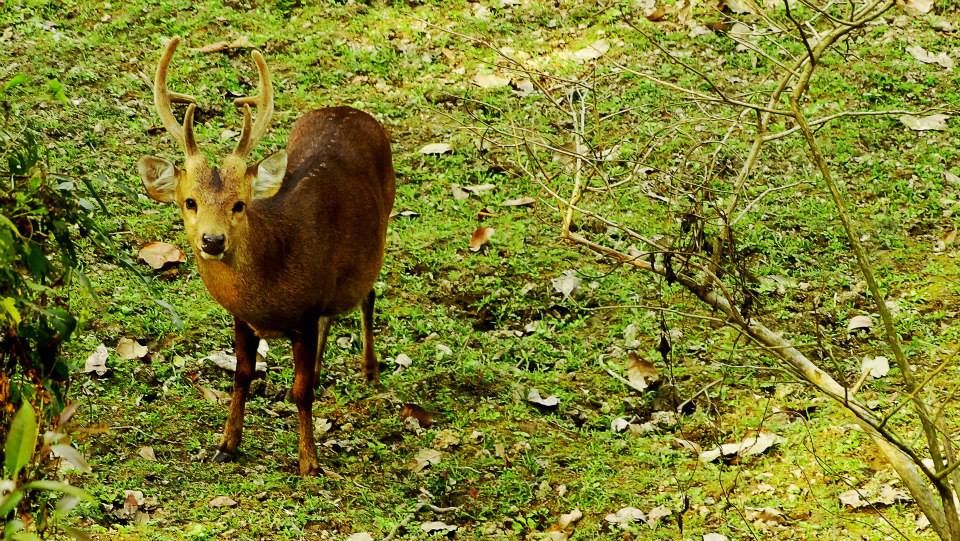 Photo of Tripping In The North East : Assam - Arunachal 7/112 by tribaltrident