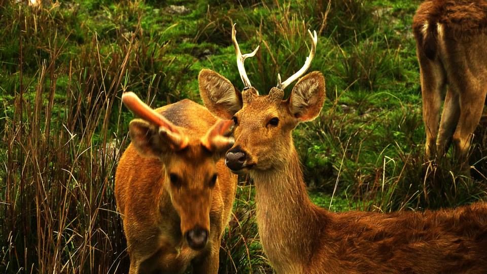 Photo of Tripping In The North East : Assam - Arunachal 16/112 by tribaltrident