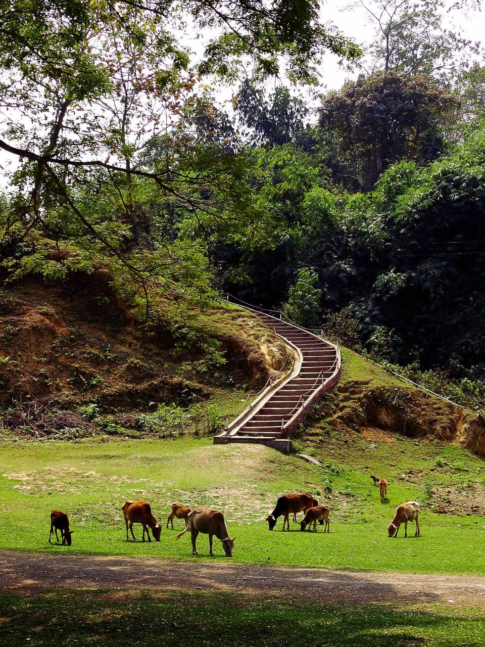 Photo of Tripping In The North East : Assam - Arunachal 91/112 by tribaltrident