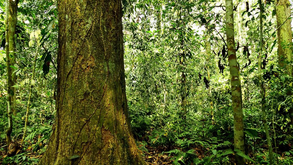 Photo of Tripping In The North East : Assam - Arunachal 76/112 by tribaltrident