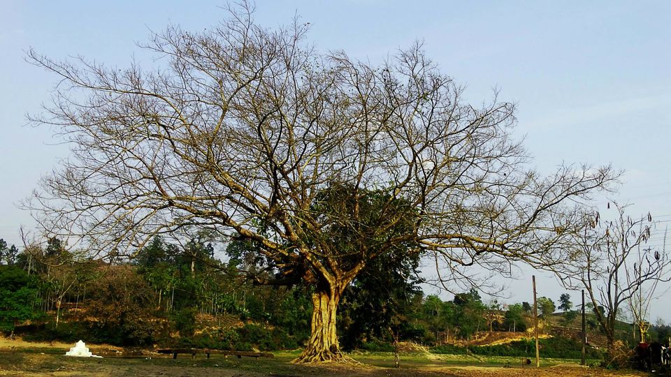 Photo of Tripping In The North East : Assam - Arunachal 80/112 by tribaltrident