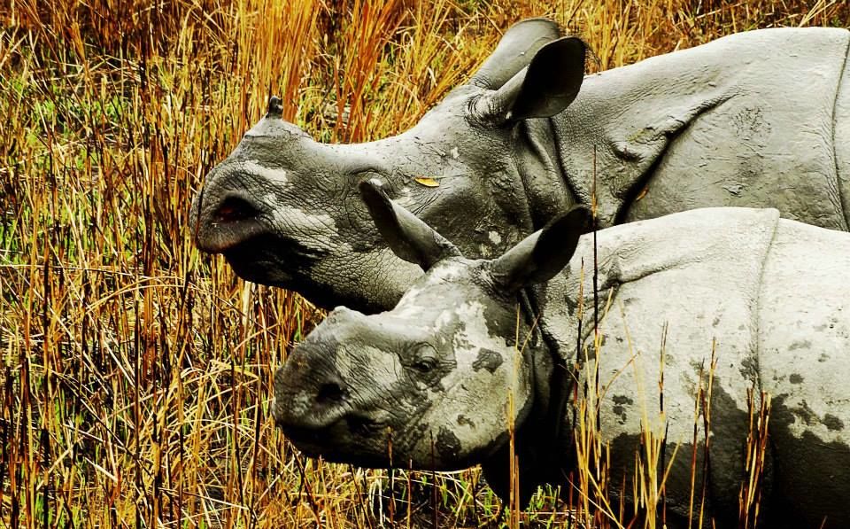 Photo of Tripping In The North East : Assam - Arunachal 15/112 by tribaltrident