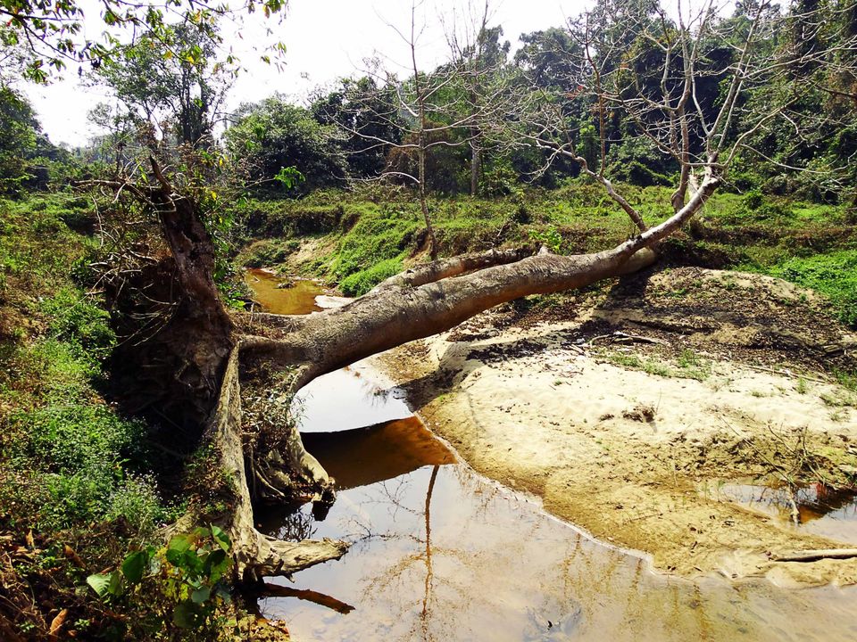 Photo of Tripping In The North East : Assam - Arunachal 77/112 by tribaltrident