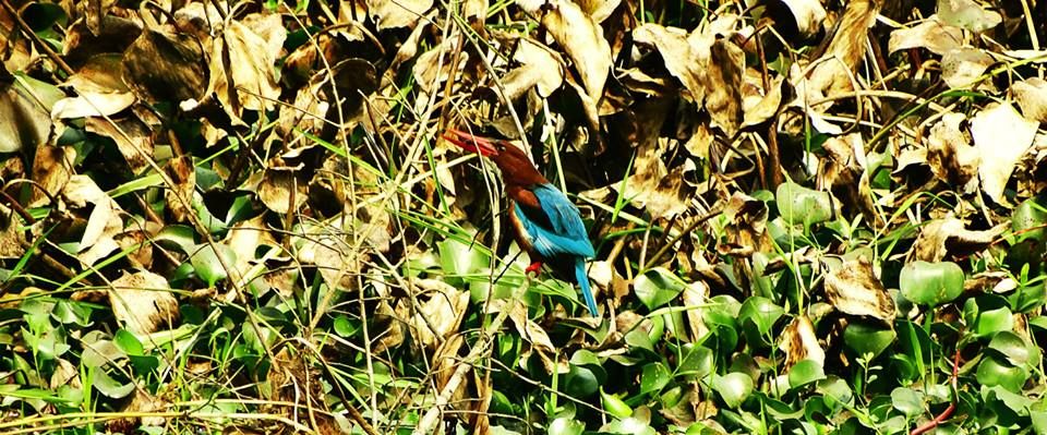 Photo of Tripping In The North East : Assam - Arunachal 36/112 by tribaltrident