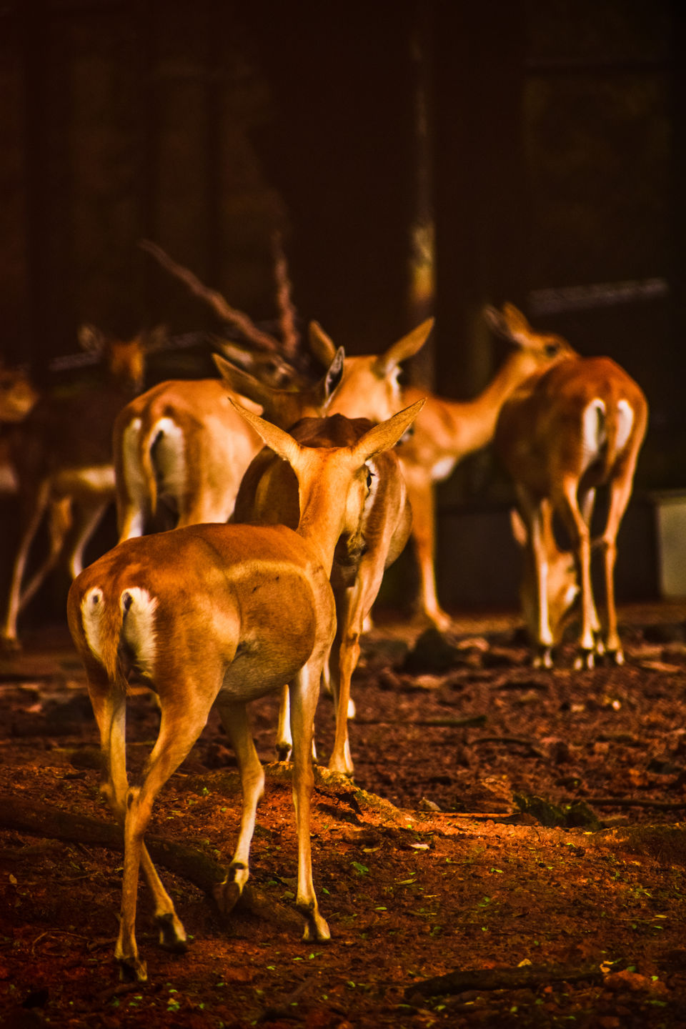 Humans Are Caged At This Unique Zoo in China, While Animals Roam Free