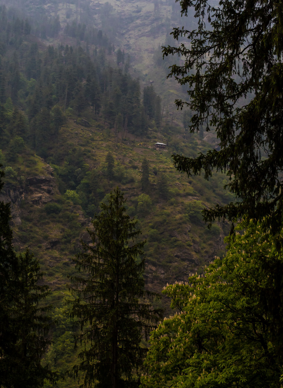 Photo of In the reviving Parvati valley by Akshay Upadhya