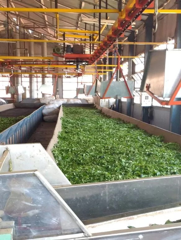 Photo of The Tea Factory and The Tea Museum, Ooty, Tamil Nadu, India by Shubhangani Jain