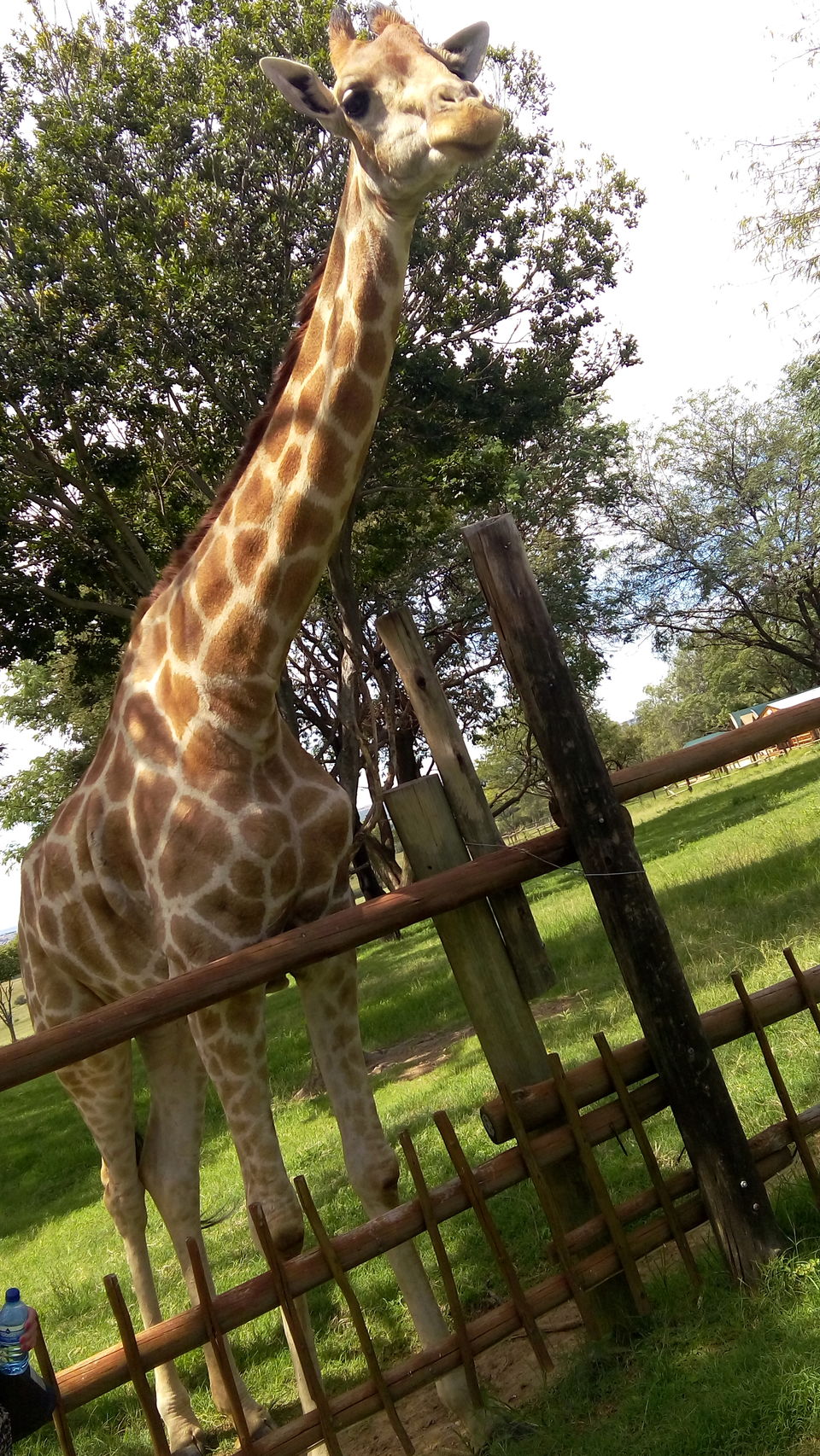 Photo of Lion & Safari Park - Johannesburg,South Africa by Sandeep Kumar