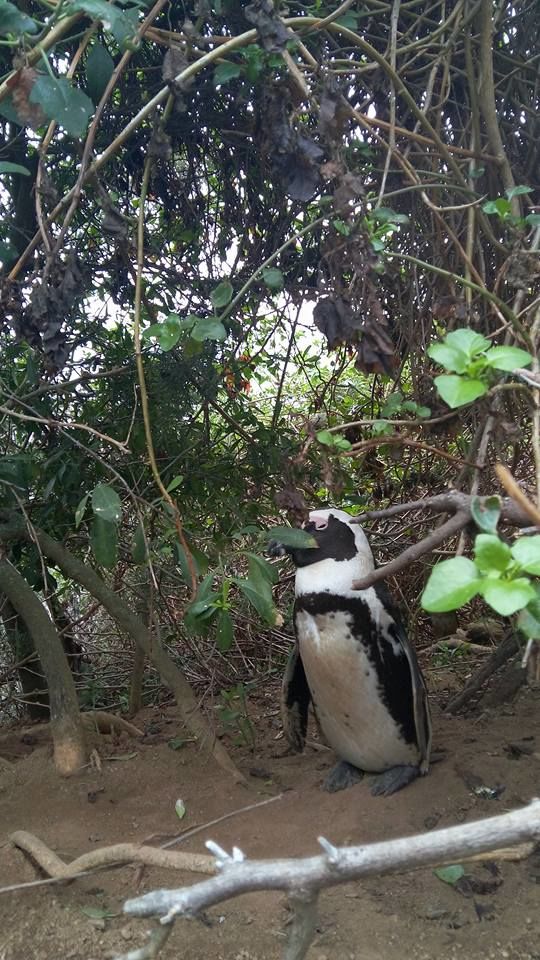 Photo of Let's Visit the Boulders Beach, Capetown,SA by Sandeep Kumar