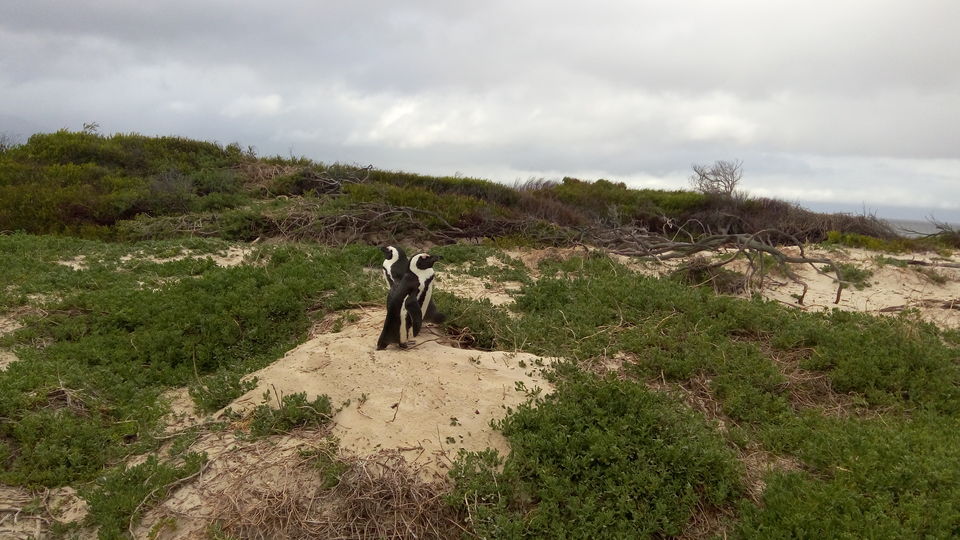 Photo of Let's Visit the Boulders Beach, Capetown,SA by Sandeep Kumar