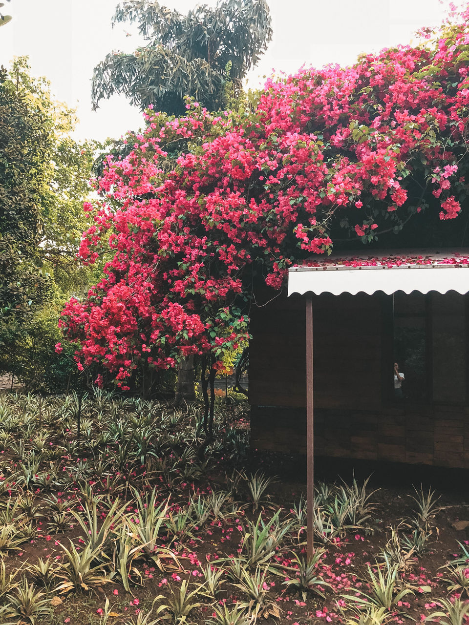 Photo of Jalrushti, Mulshi 3/15 by AAMNA MISHRA