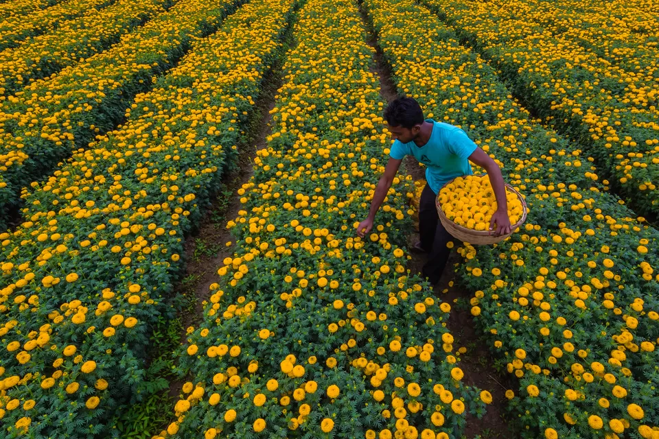 Photo of KHIRAI , VALLEY OF FLOWERS, Paschim Kalya, West Bengal, India by Saurabh Sirohiya