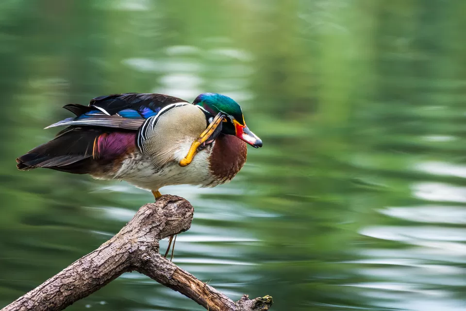 Photo of Bally, Howrah, West Bengal, India by Saurabh Sirohiya