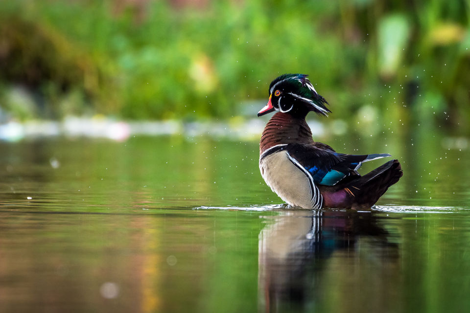 Photo of Bally, Howrah, West Bengal, India by Saurabh Sirohiya