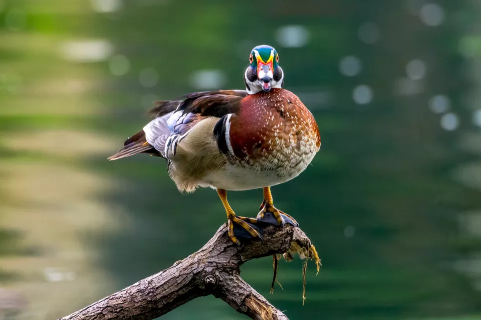 Photo of Bally, Howrah, West Bengal, India by Saurabh Sirohiya