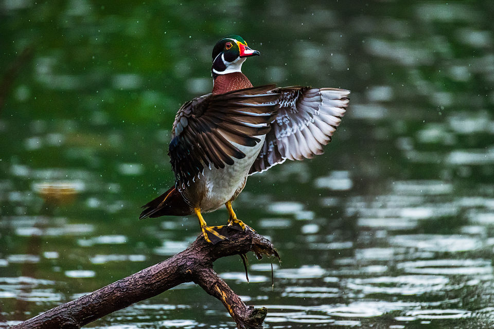 Photo of Maiden Visit Of Beautiful American Wood Duck #Favestate #BirdPhotography #FirstTime #travelStills by Saurabh Sirohiya