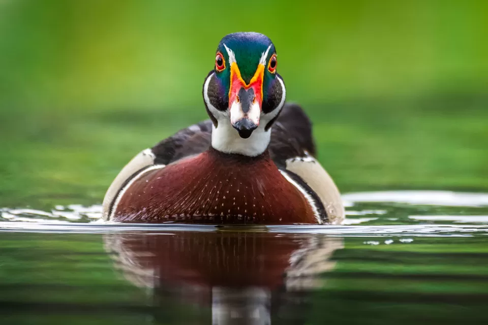 Photo of Bally, Howrah, West Bengal, India by Saurabh Sirohiya