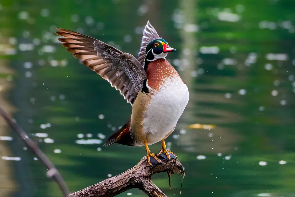 Photo of Bally, Howrah, West Bengal, India by Saurabh Sirohiya
