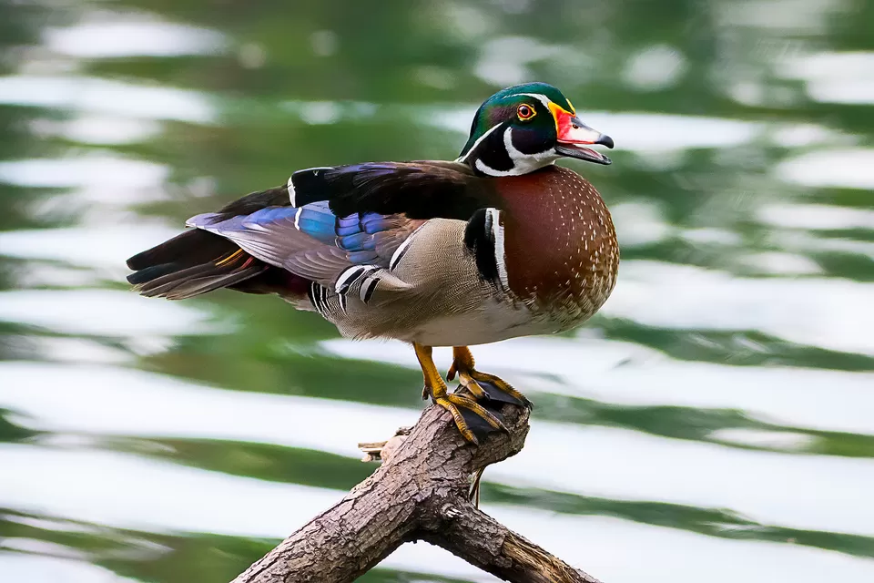 Photo of Bally, Howrah, West Bengal, India by Saurabh Sirohiya