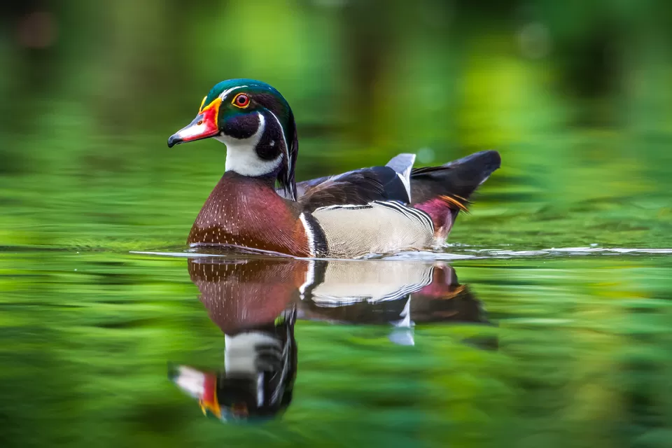 Photo of Bally, Howrah, West Bengal, India by Saurabh Sirohiya