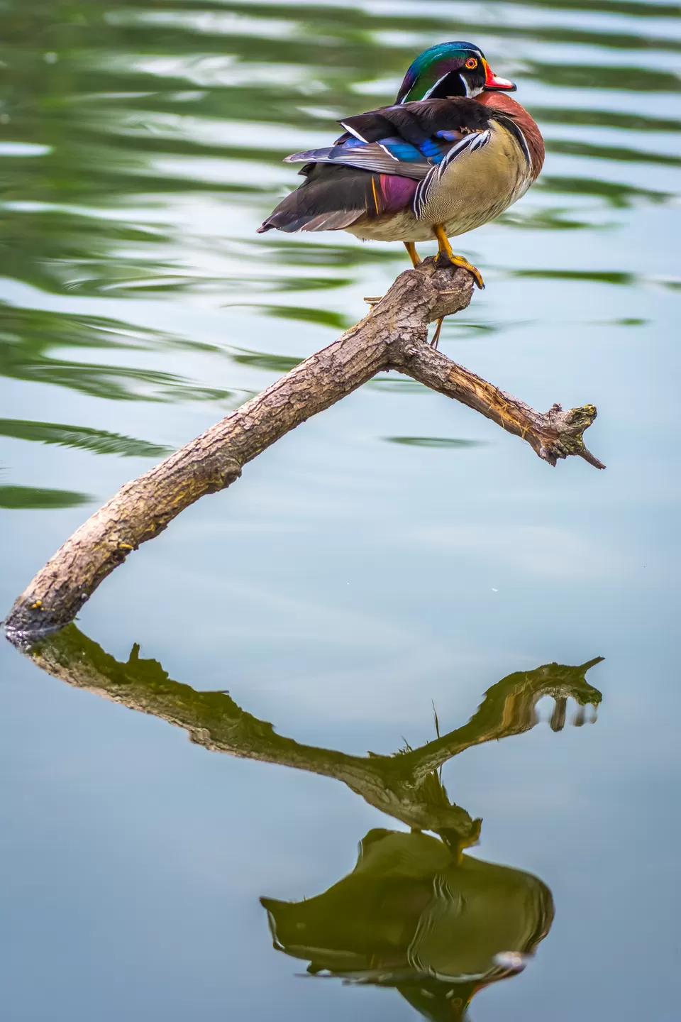 Photo of Bally, Howrah, West Bengal, India by Saurabh Sirohiya