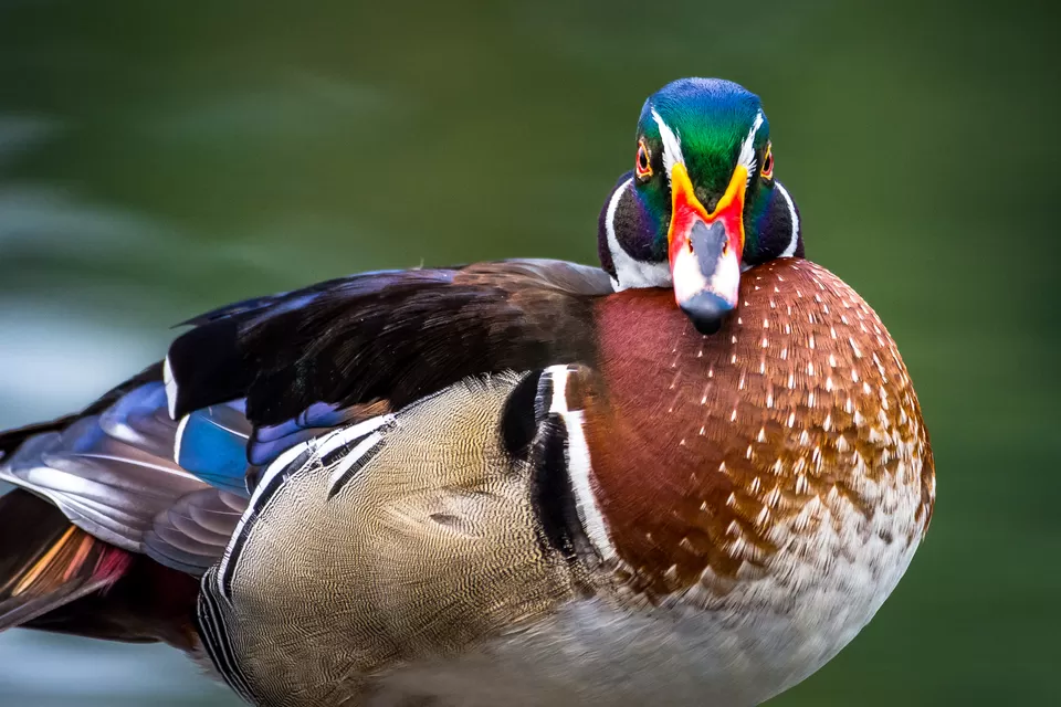 Photo of Bally, Howrah, West Bengal, India by Saurabh Sirohiya