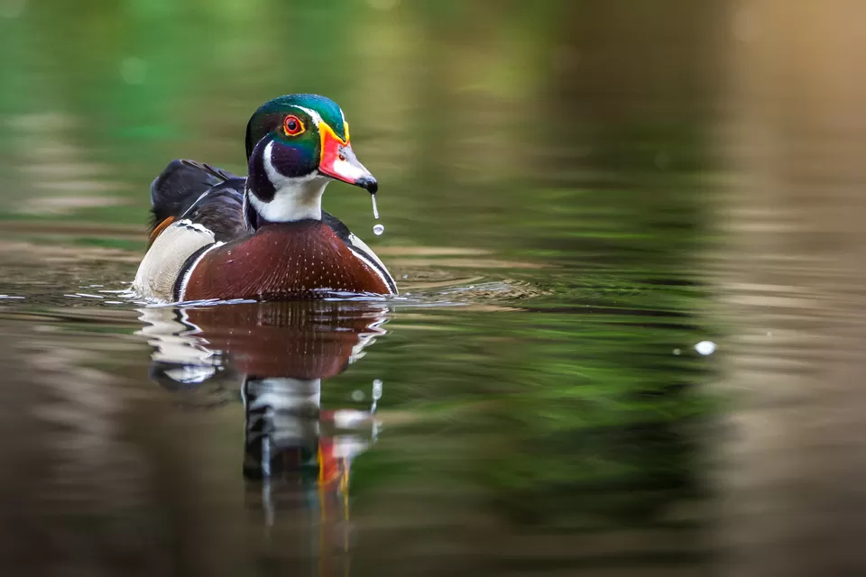 Photo of Bally, Howrah, West Bengal, India by Saurabh Sirohiya