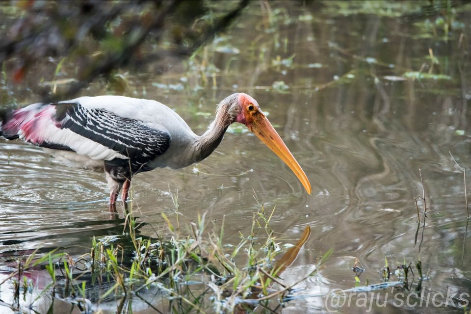 Photo of Bharatpur Calling by Rajeev Jain