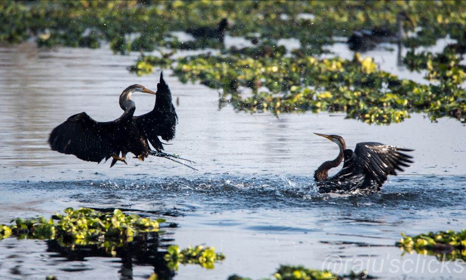 Photo of Bharatpur Calling by Rajeev Jain