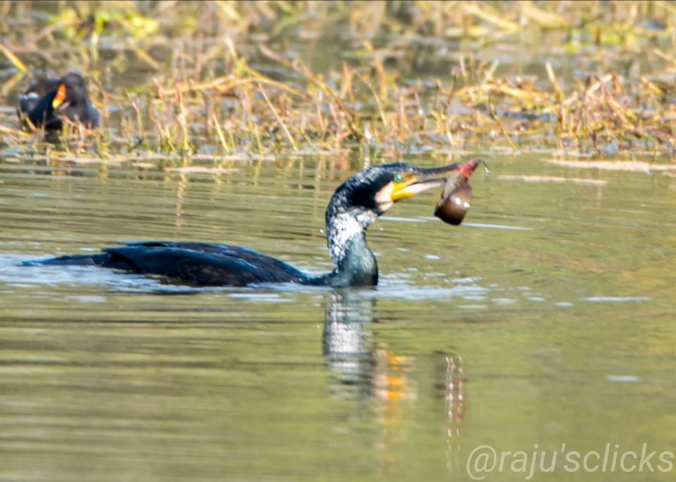 Photo of Bharatpur Calling by Rajeev Jain
