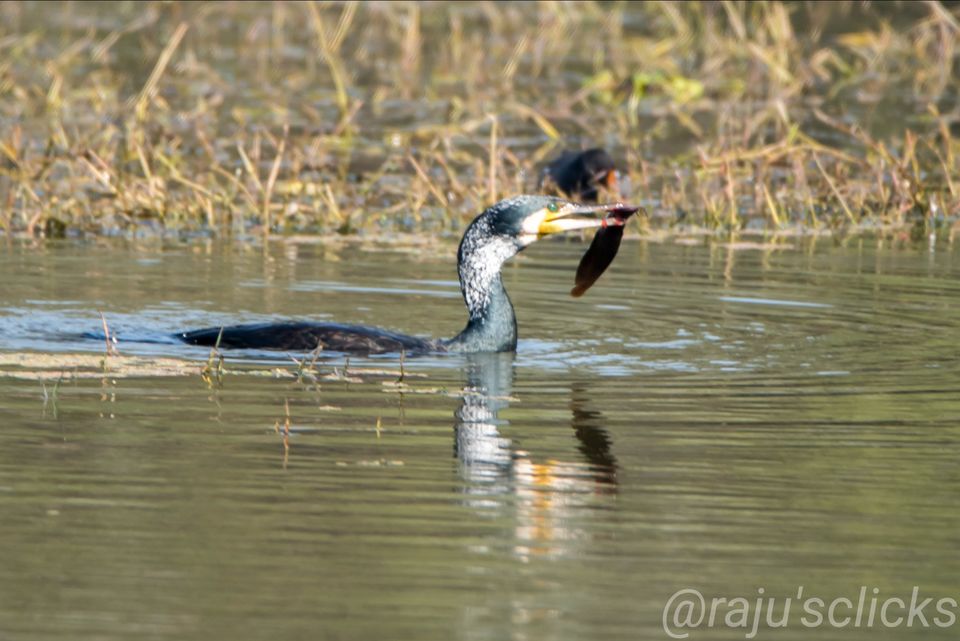 Photo of Bharatpur Calling by Rajeev Jain