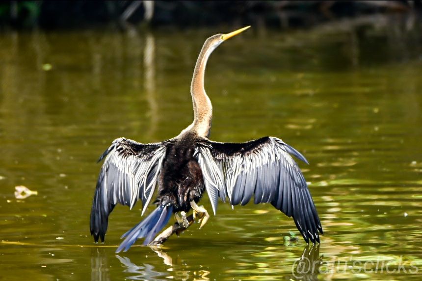 Photo of Bharatpur Calling by Rajeev Jain
