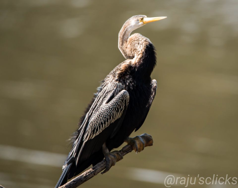 Photo of Bharatpur Calling by Rajeev Jain