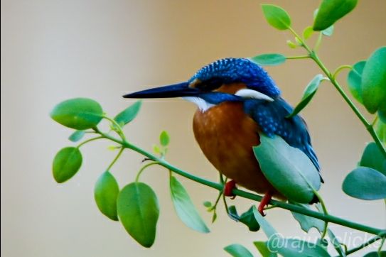 Photo of Bharatpur Calling by Rajeev Jain