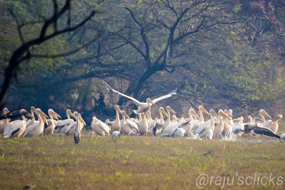 Photo of Bharatpur Calling by Rajeev Jain