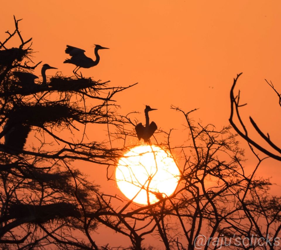 Photo of Bharatpur Calling by Rajeev Jain