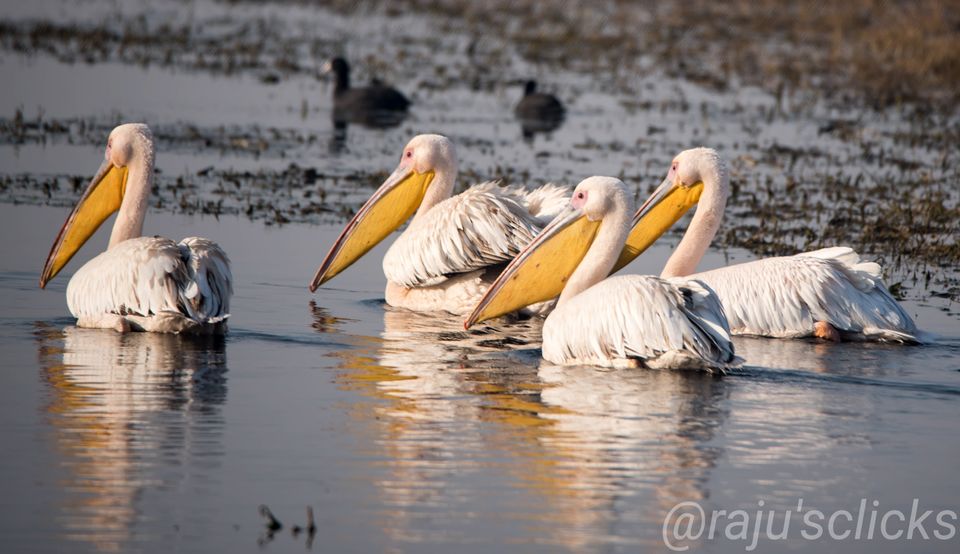 Photo of Bharatpur Calling by Rajeev Jain