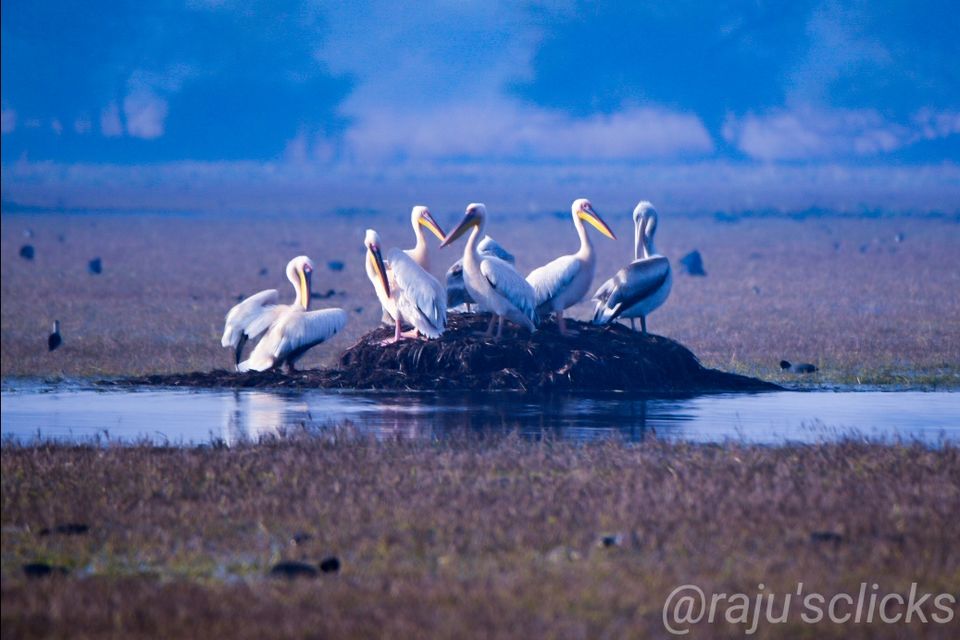 Photo of Bharatpur Calling by Rajeev Jain
