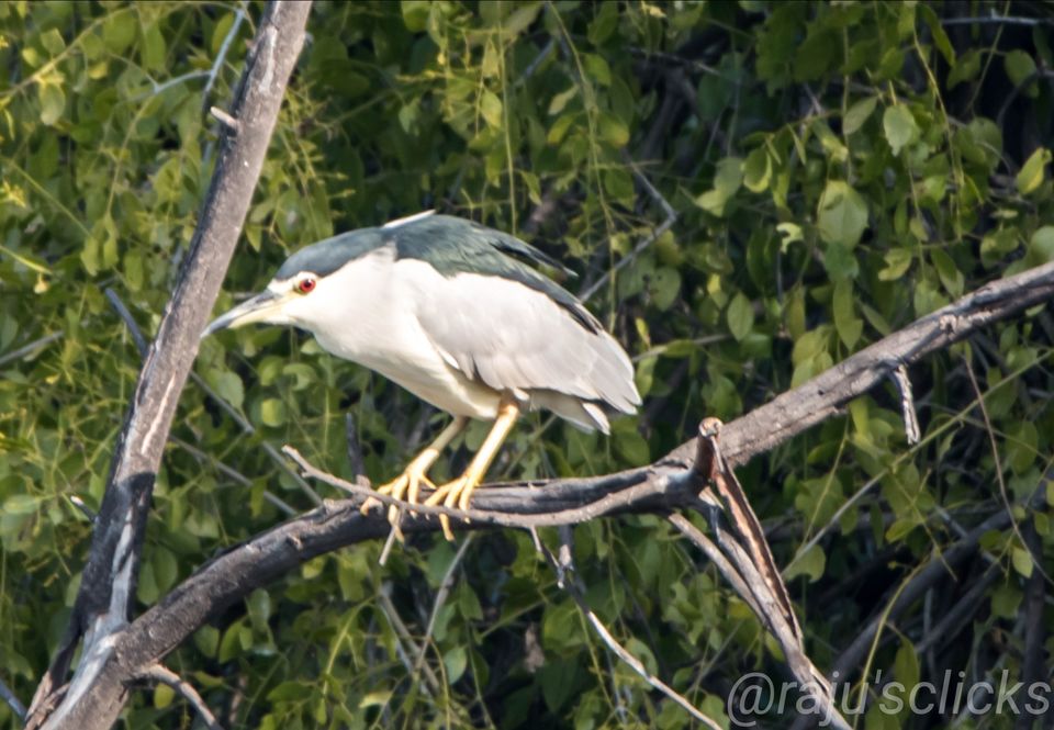 Photo of Bharatpur Calling by Rajeev Jain