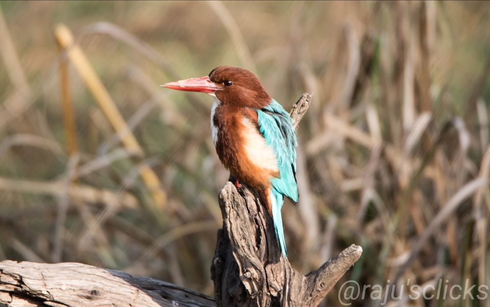Photo of Bharatpur Calling by Rajeev Jain