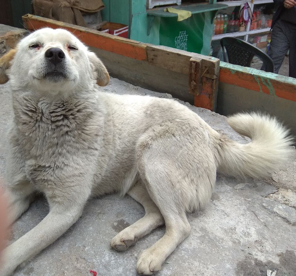 Photo of SICK SIKKIM 6/12 by Saibal Koley