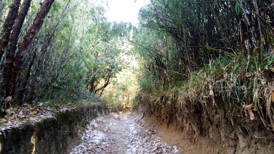 Photo of Alongside the World's tallest mountains....Sandakphu and Phalut Trek by Anand Shah