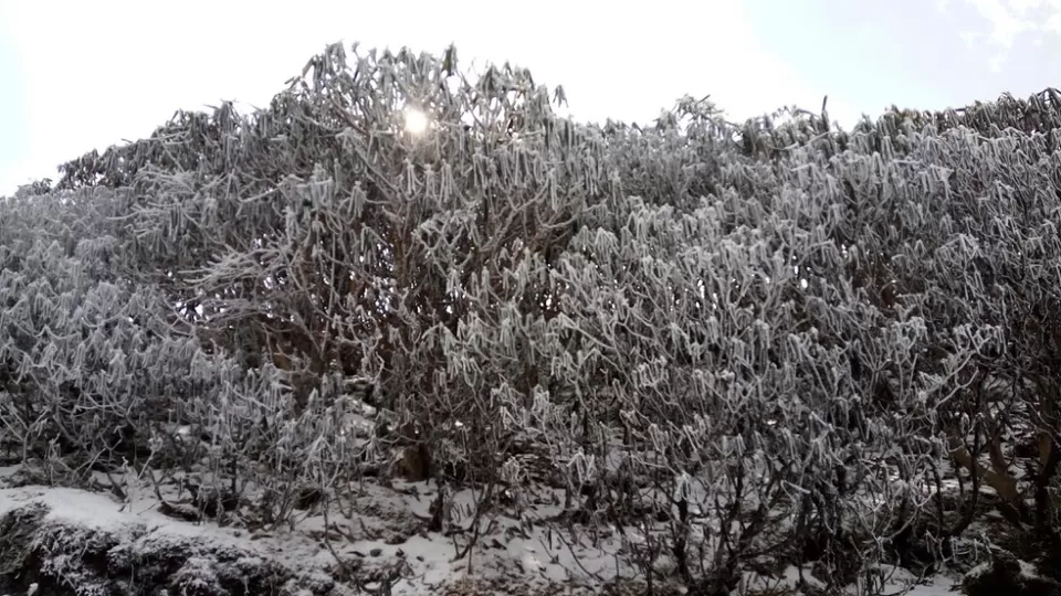 Photo of Phalut, Singalila Forest, West Bengal, India by Anand Shah