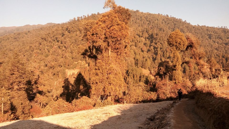 Photo of Alongside the World's tallest mountains....Sandakphu and Phalut Trek by Anand Shah