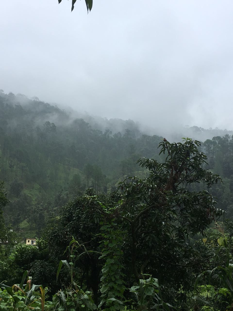 Photo of Ranikhet, Uttarakhand, India by SHWETA VASHIST