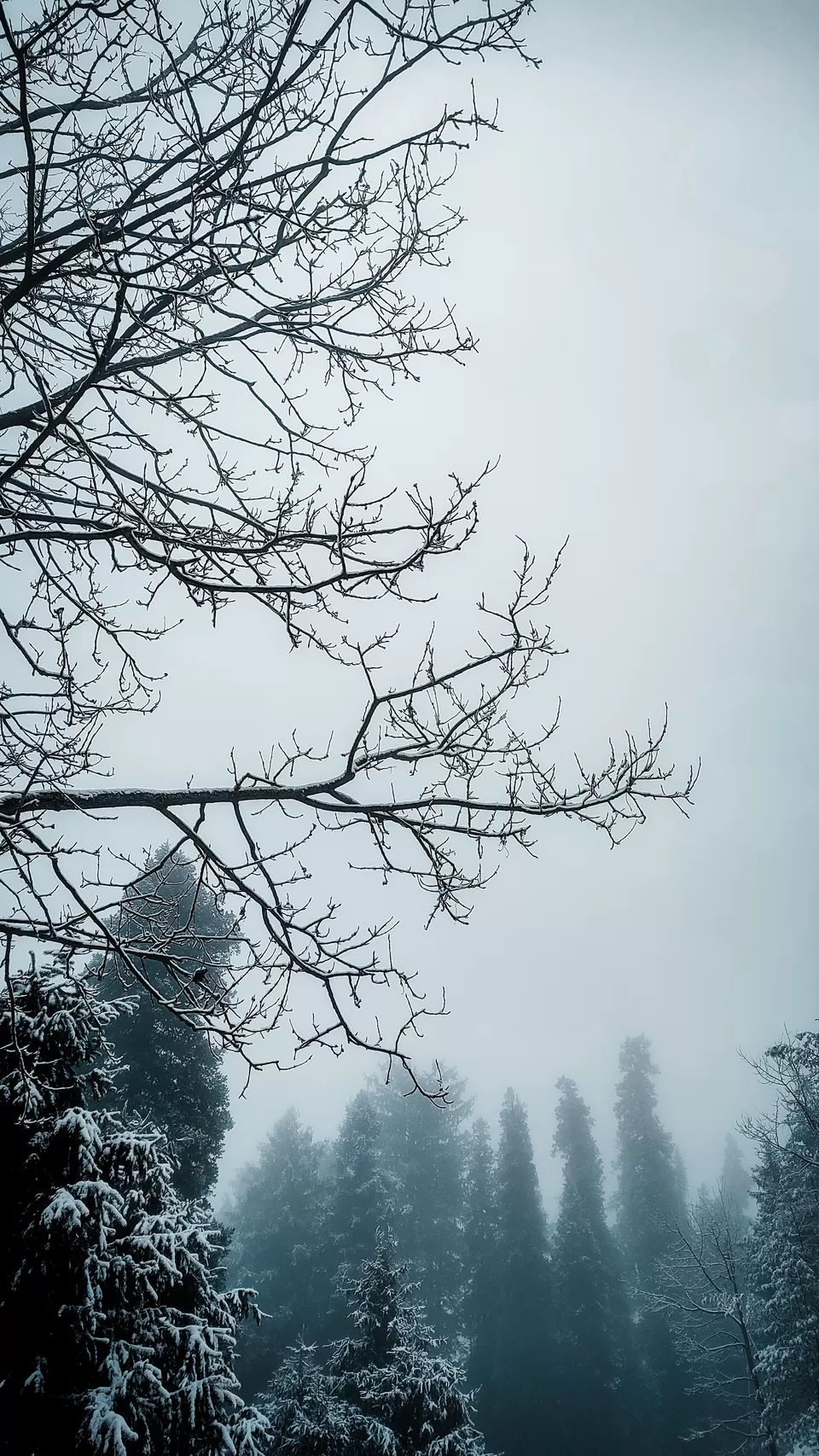 Photo of Hatu Peak, Himachal Pradesh by Pavel Rout