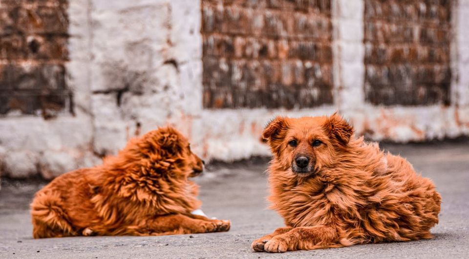 Photo of 10 Things to do in Spiti valley - Wanderuffles 9/19 by Digdarshinee Rout