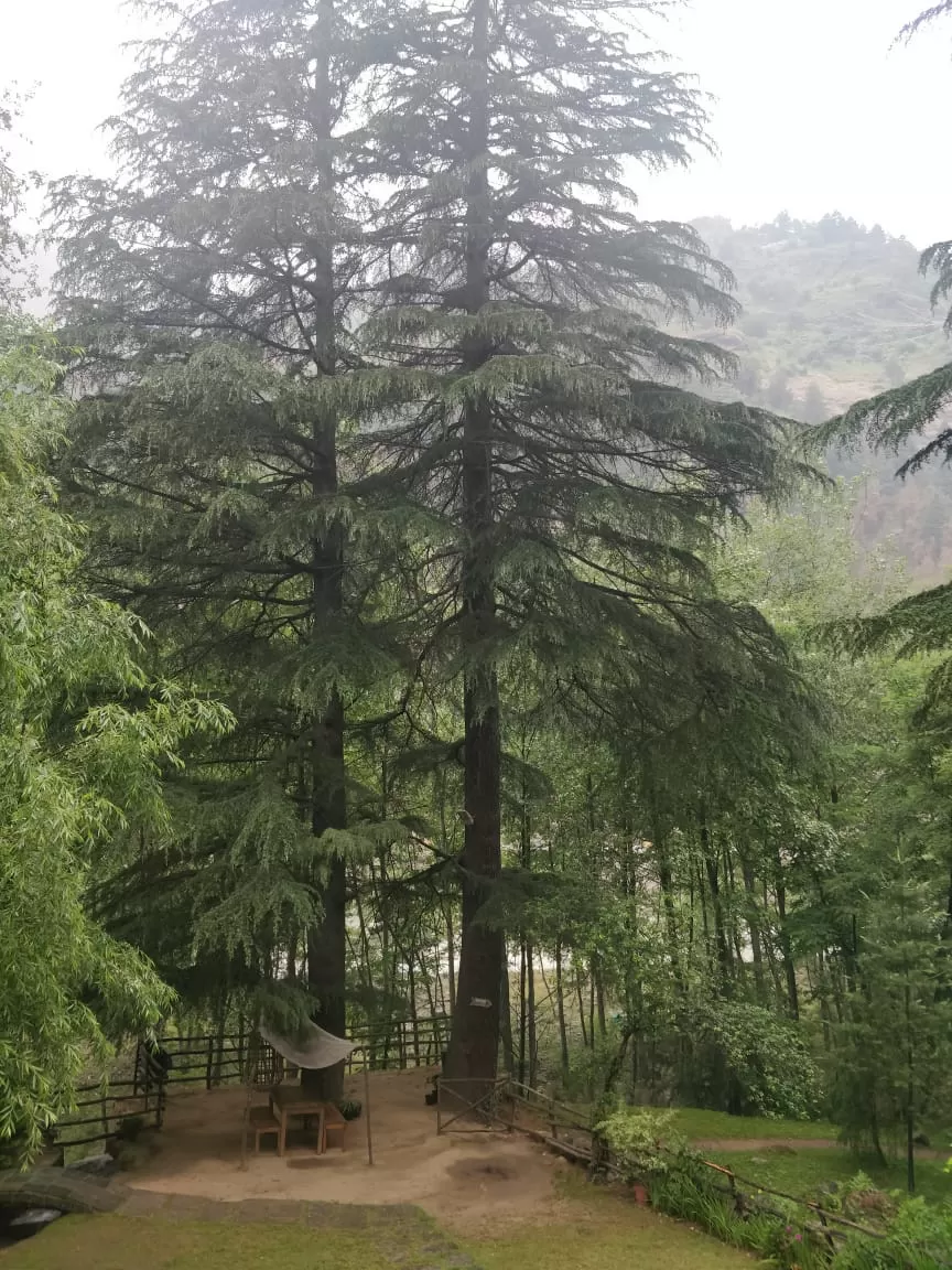 Photo of Tall Trees Resort, Manali, NH707, Haripur Tohana, Himachal Pradesh, India by payal gupta