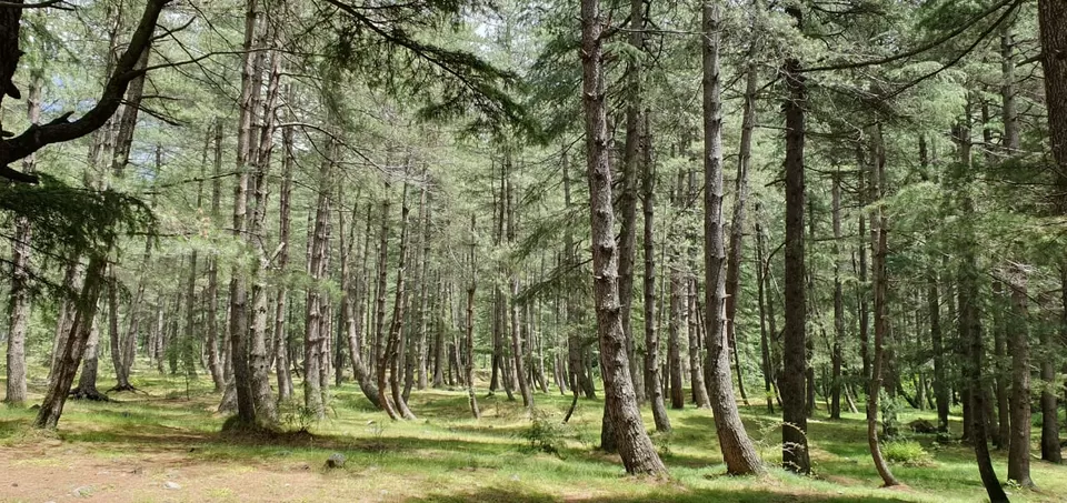 Photo of Tall Trees Resort, Manali, NH707, Haripur Tohana, Himachal Pradesh, India by payal gupta