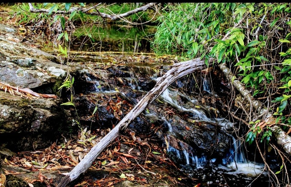 Photo of Purling Brook Falls, Springbrook National Park, Forestry Road, Springbrook QLD, Australia by Mahima Dharani
